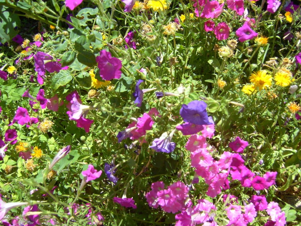 Farbenpracht  Hotel Kalithea Mare Palace