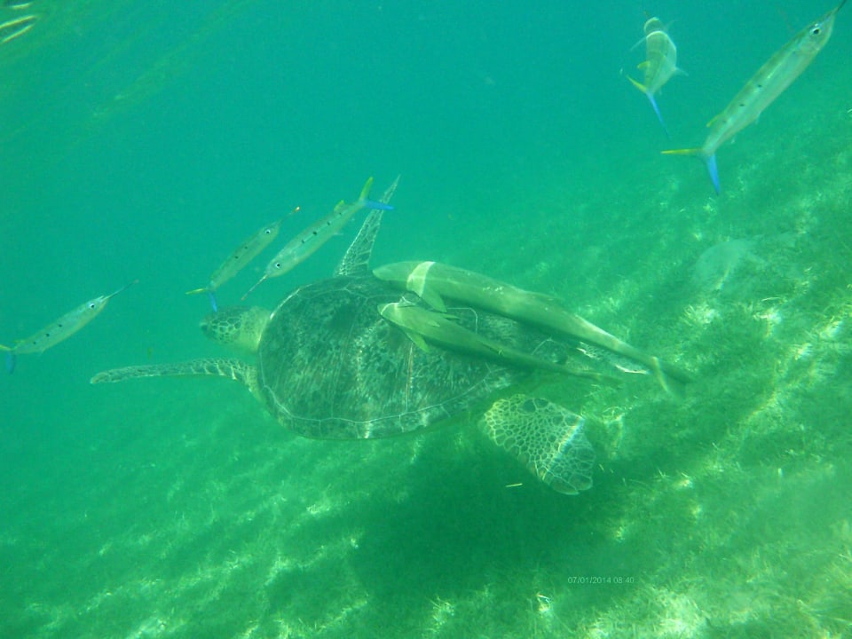 Sport & Freizeit Eagles Paradise Abu Soma