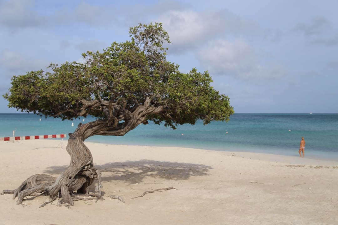 Strand Bucuti & Tara Beach Resort - Adults only