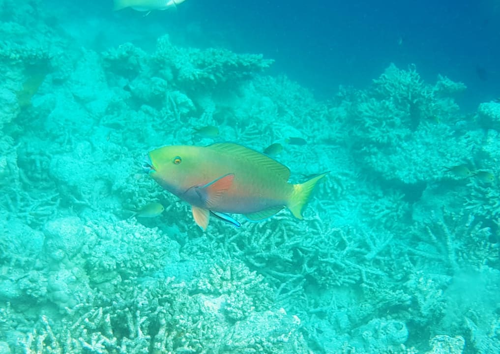 Sport & Freizeit Safari Island Maldives