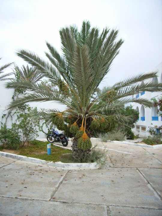 Der Hof vor dem Hotel Hotel Dar Salem