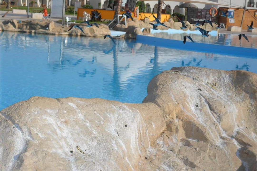 Pool Hotel Gorgonia Beach Resort