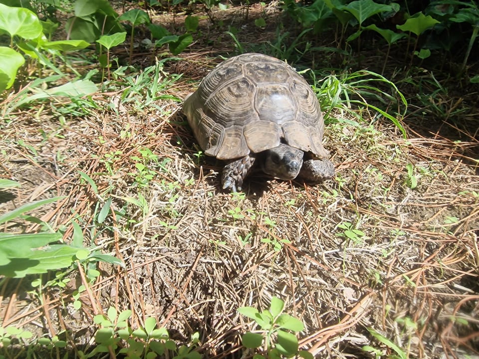 Außenansicht Asteria Family Belek