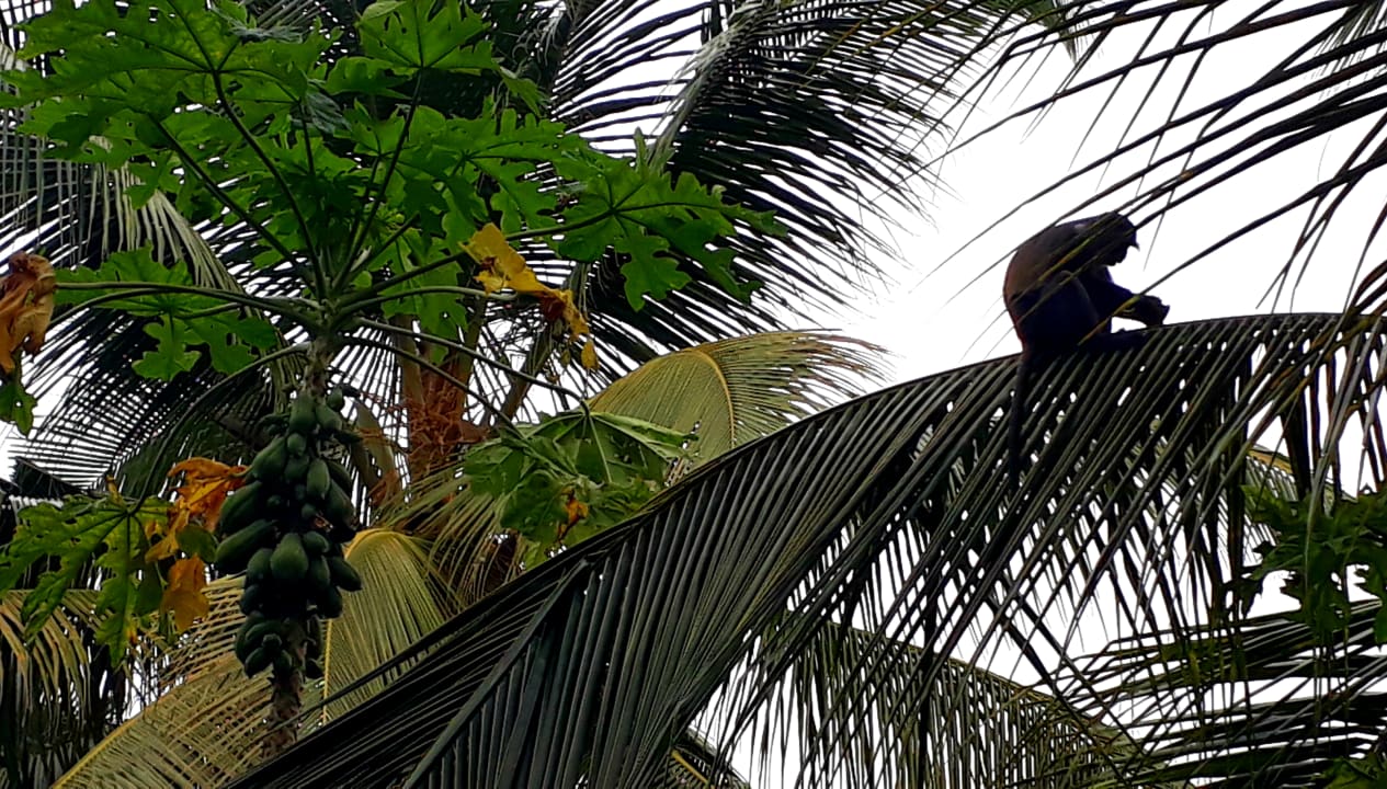 Gartenanlage Spice Island Hotel & Resort