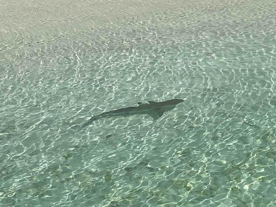 Strand Safari Island Maldives