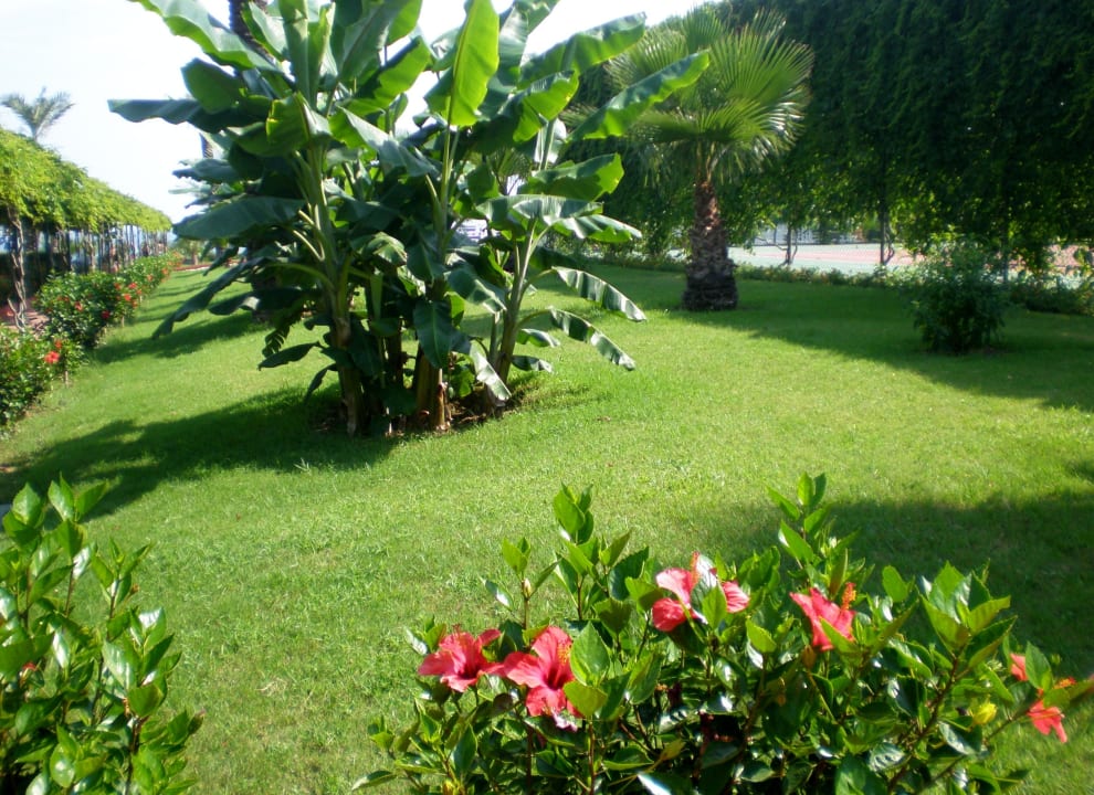 Gepflegter Garten Hotel Turan Prince