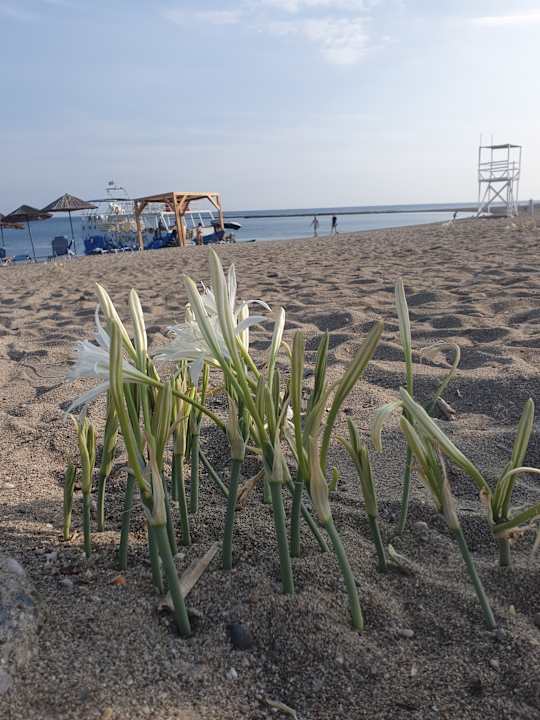 Strand Mitsis Rodos Village