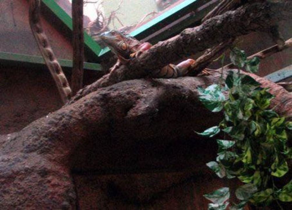Echsen im Hotel-Terrarium WELLNESS HOTEL BABYLON