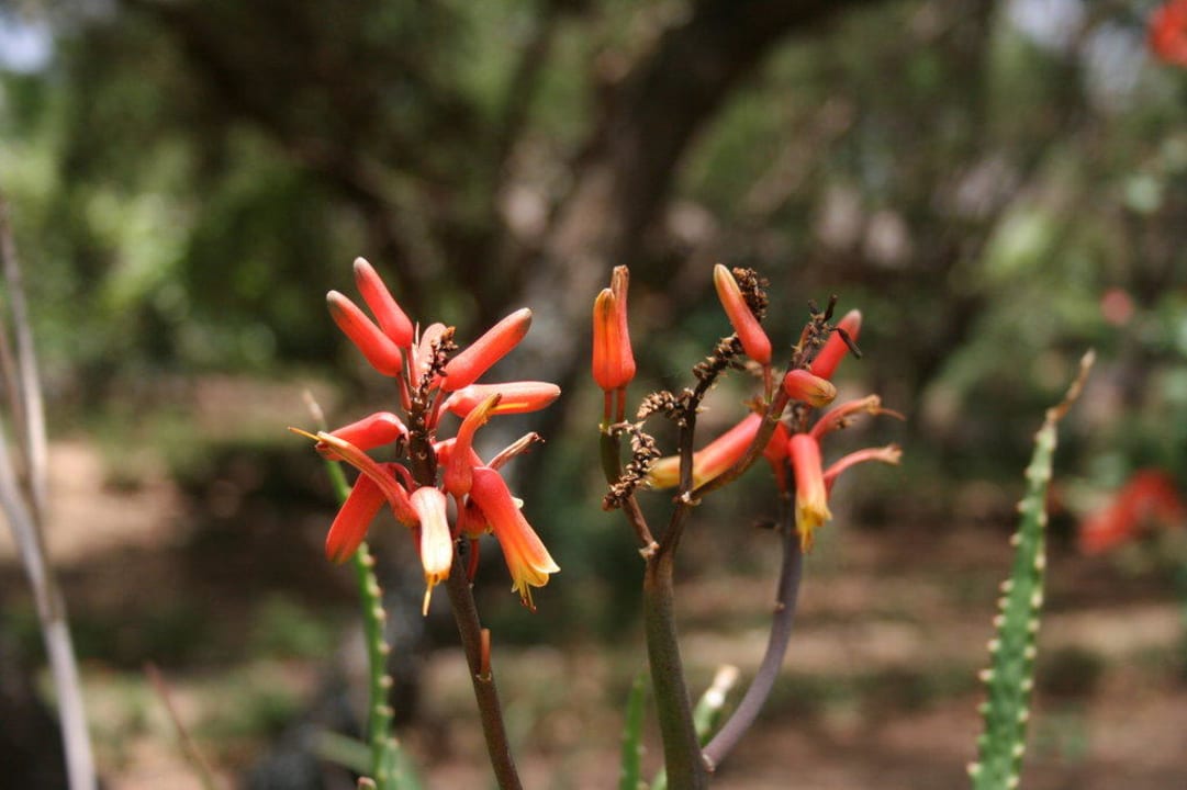 Ogród Hotel Amboseli Sopa Lodge