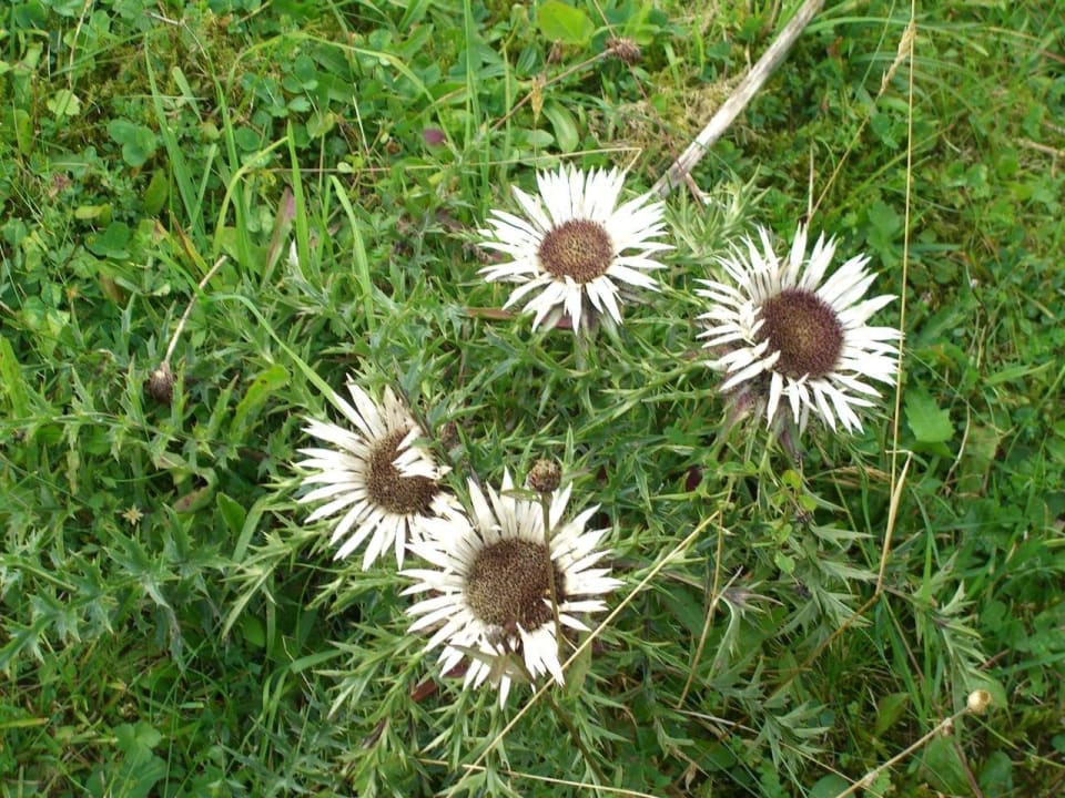 Silberdisteln am Hang hinterm Haus Ferienhof "Alpe Berg"