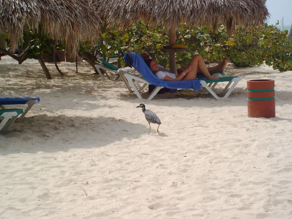 Vor dem Sturm Grand Palladium Select Bávaro Resort & Spa