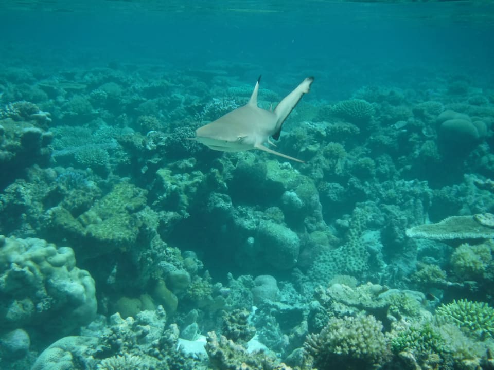 Sport & Freizeit NH Collection Maldives Havodda Resort