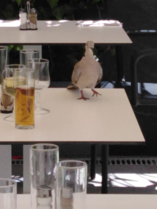 Gastro LABRANDA Marieta - Adults only