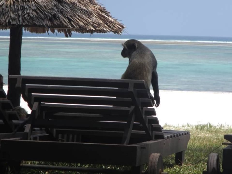 Affe in Hotelanlage Hotel Diani Sea Lodge