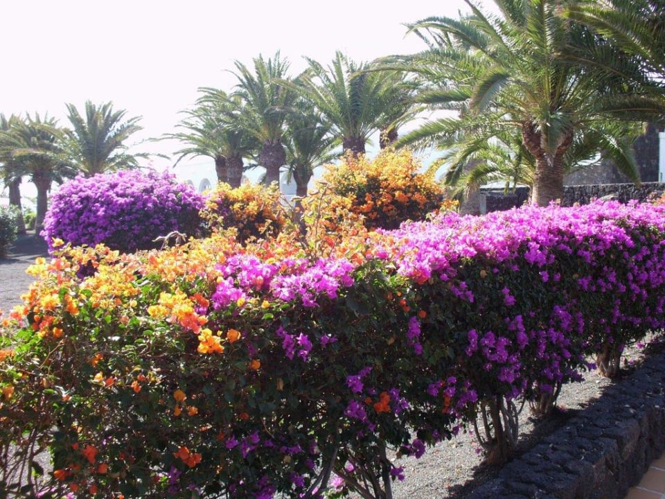 Blühende Hecke auf dem Weg zu den Appartments Relaxia Olivina