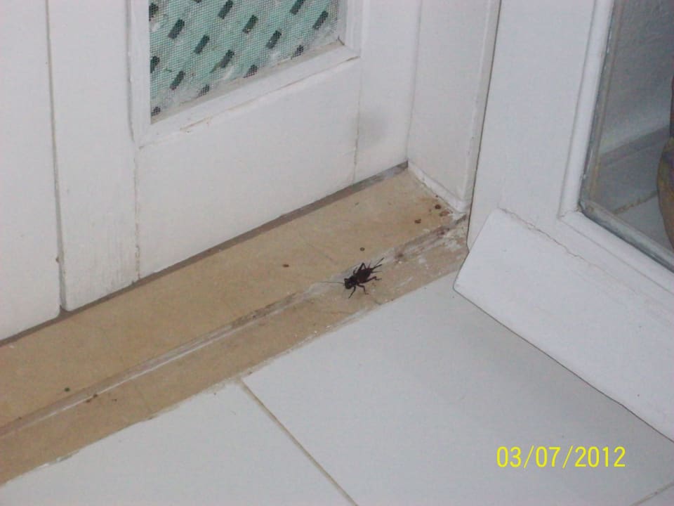 Fremdbesucher in unsrem Hotelzimmer Houda Golf & Beach Club