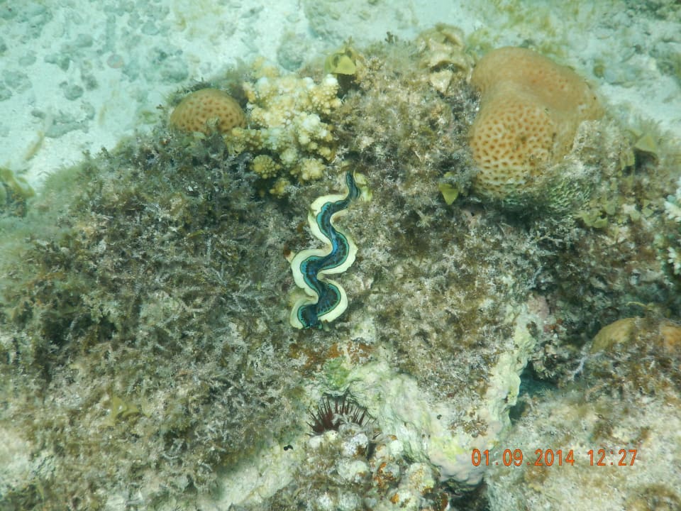 Riesenmördermuschel/Hausriff Arabia Azur Resort