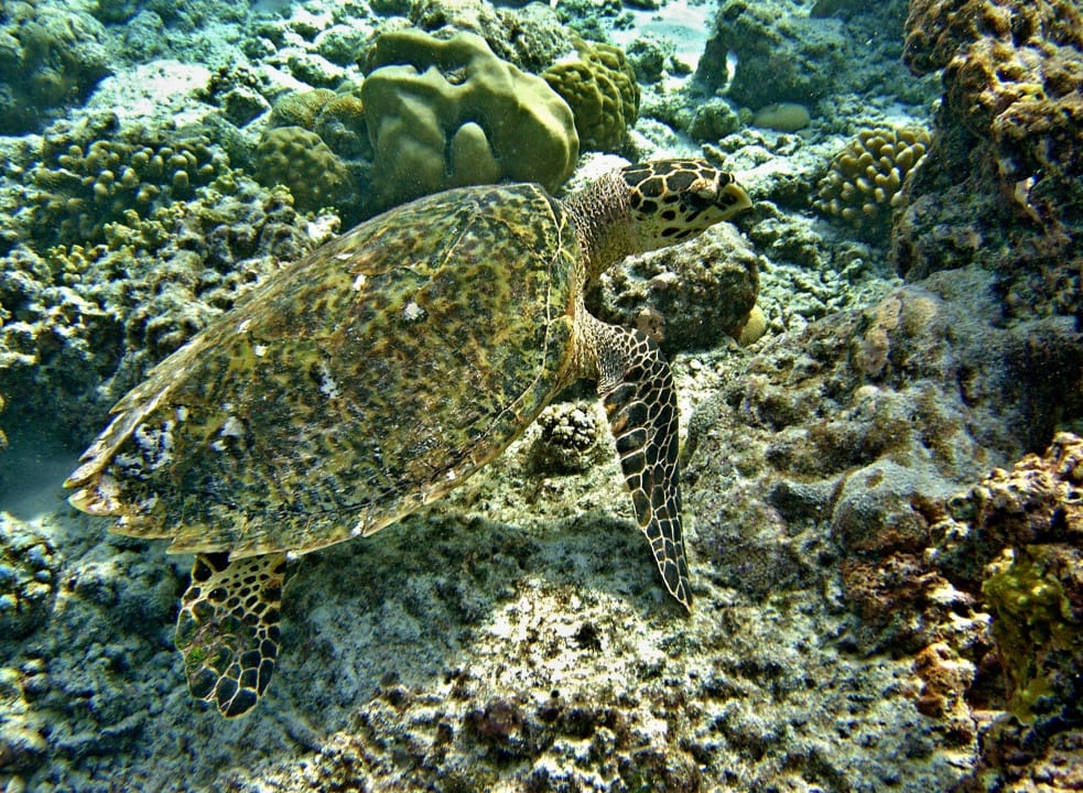 Unterwasserschildkröte Kuramathi Maldives
