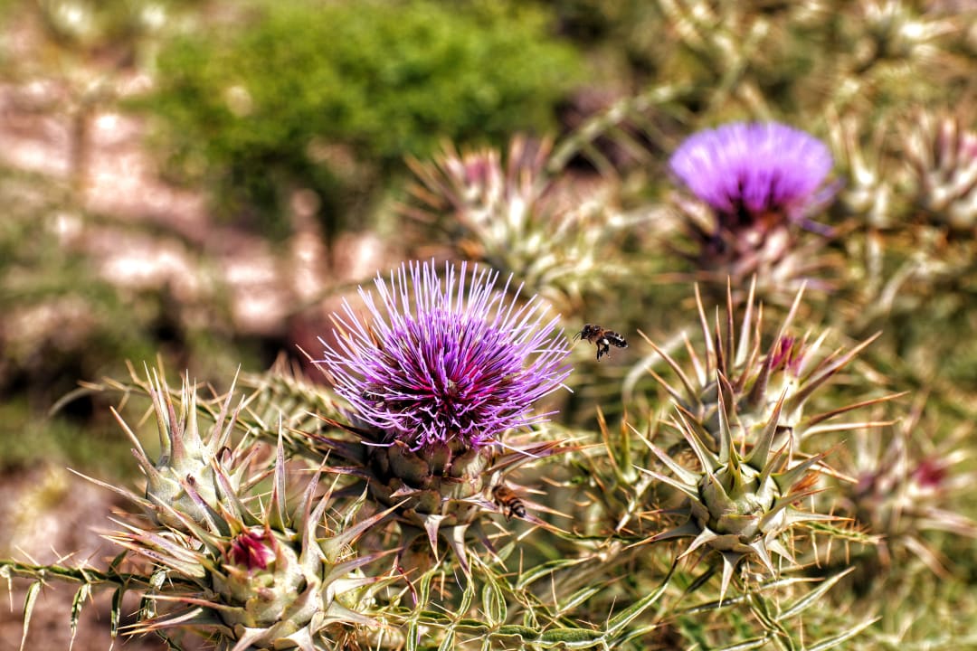 Sonstiges Comino Hotel & Bungalows
