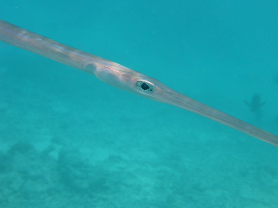 Sport & Freizeit Kuramathi Maldives
