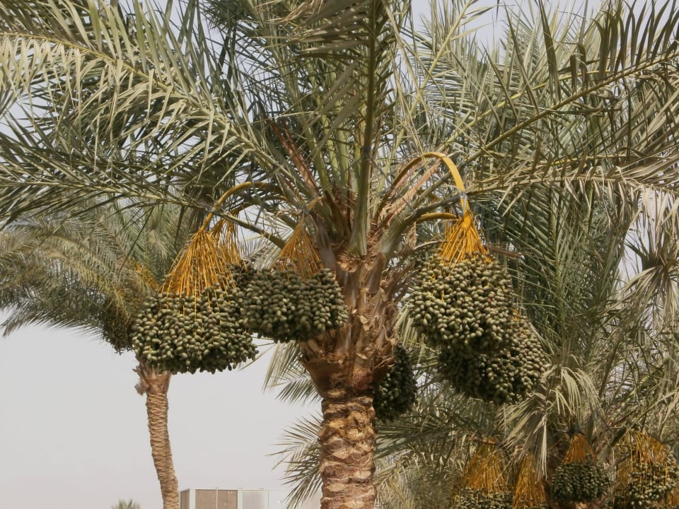 Dattel Palme Sharm Plaza