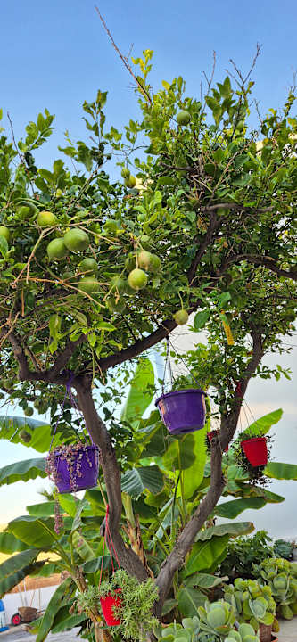 Gartenanlage Hotel Kathrin Beach