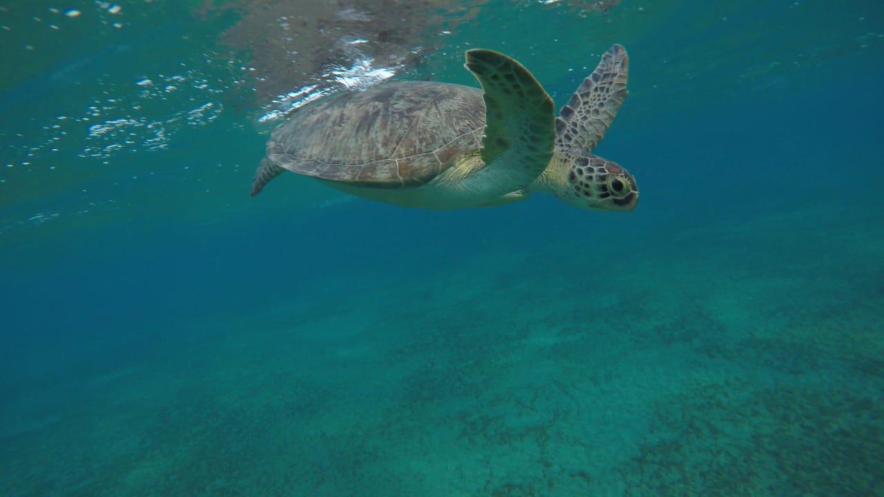 Strand Malikia Resort Abu Dabbab