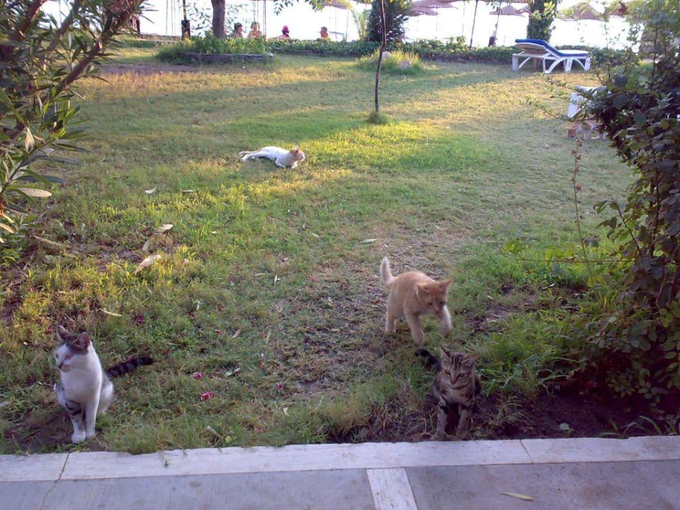 Katzenbesuch Dogan Paradise Beach