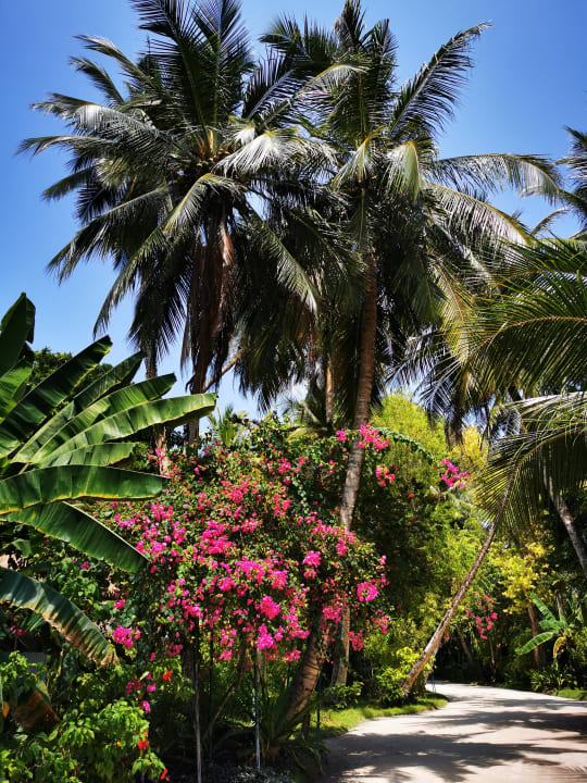 Gartenanlage Kuramathi Maldives