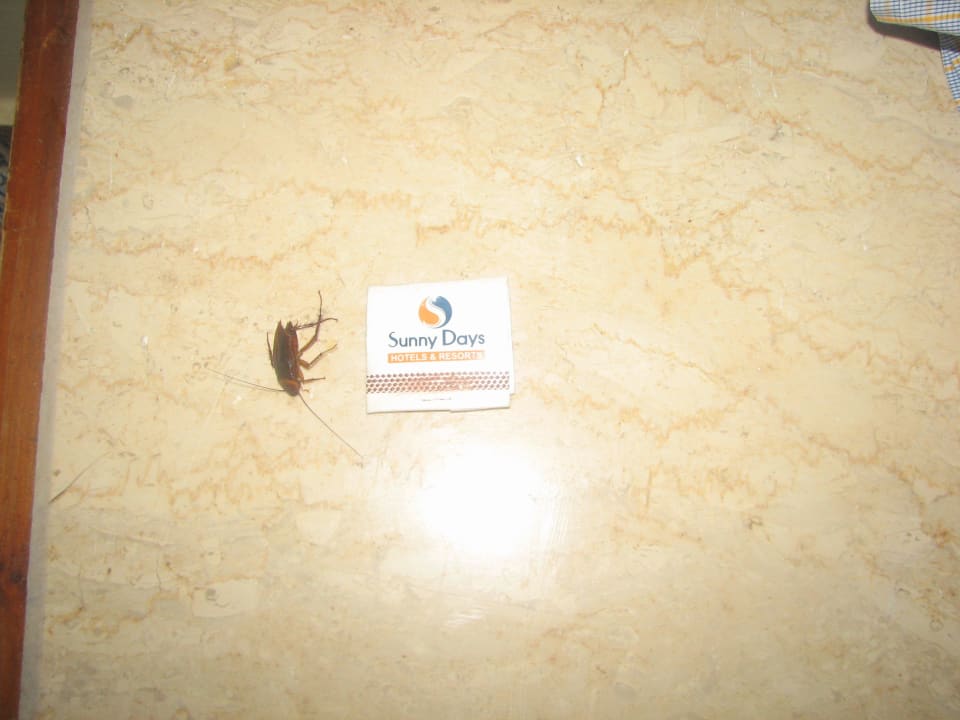 Gość Sunny Days Palma De Mirette Resort & Spa