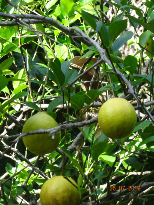 Gartenanlage Papageno Resort