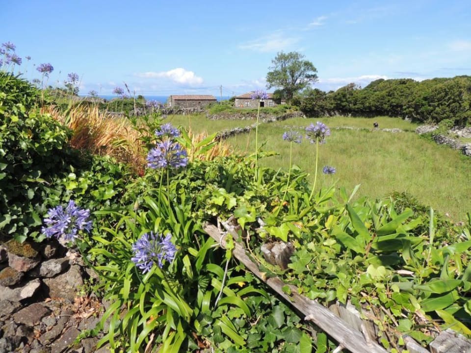 Zwei Häuser, Weiden und Blumen in der Aldeia Hotel Aldeia da Cuada