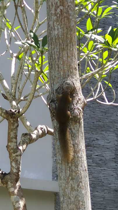 Gartenanlage Courtyard by Marriott Bali Nusa Dua