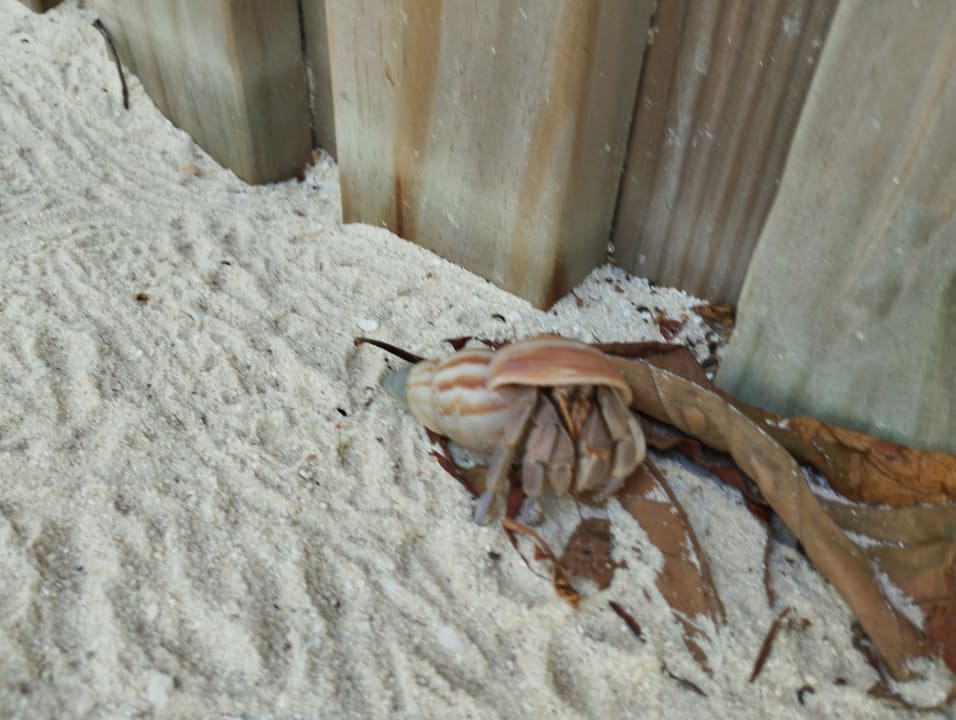 Strand Kuredu Island Resort & Spa