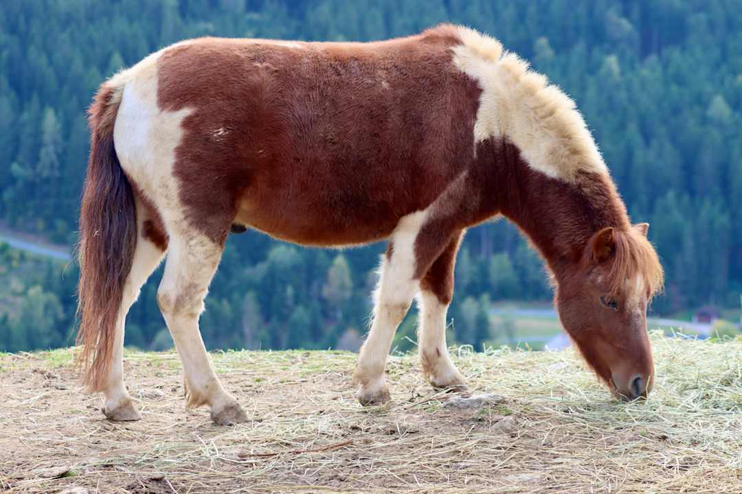 Sonstiges Familien Resort Petschnighof - Familotel Kärnten