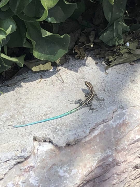 Sonstiges Atlantica Mikri Poli Rhodes