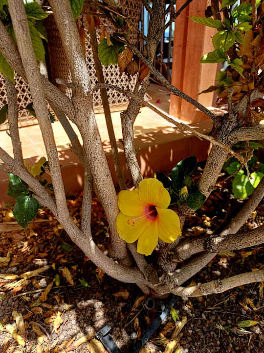 Gartenanlage Marina Playa Suite Hotel