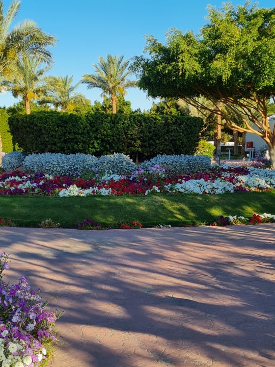 Gartenanlage Desert Rose