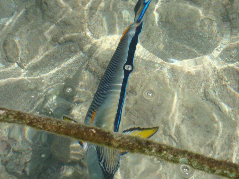 Uwaga na te ryby - mają ogony jak skalpele Sultan Gardens Resort