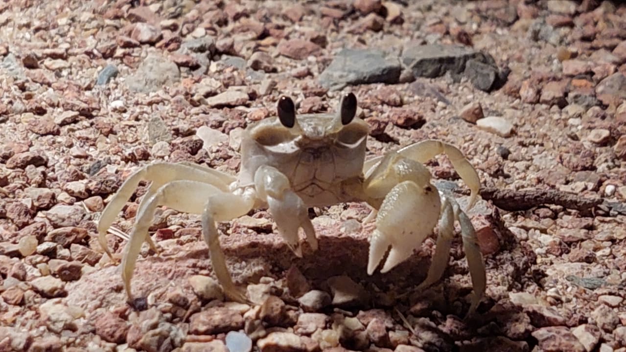 Strand Mövenpick Resort El Quseir