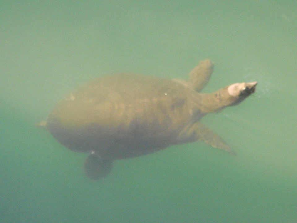 Schildkröte Port Side Resort Hotel