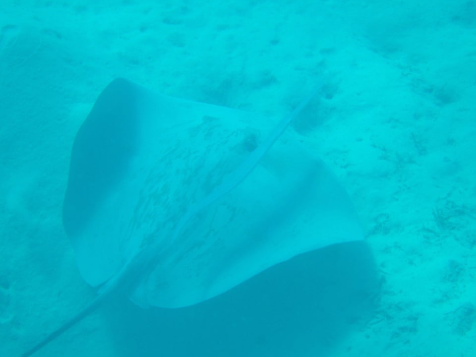 Adlerrochen SUNRISE Cardina Resort