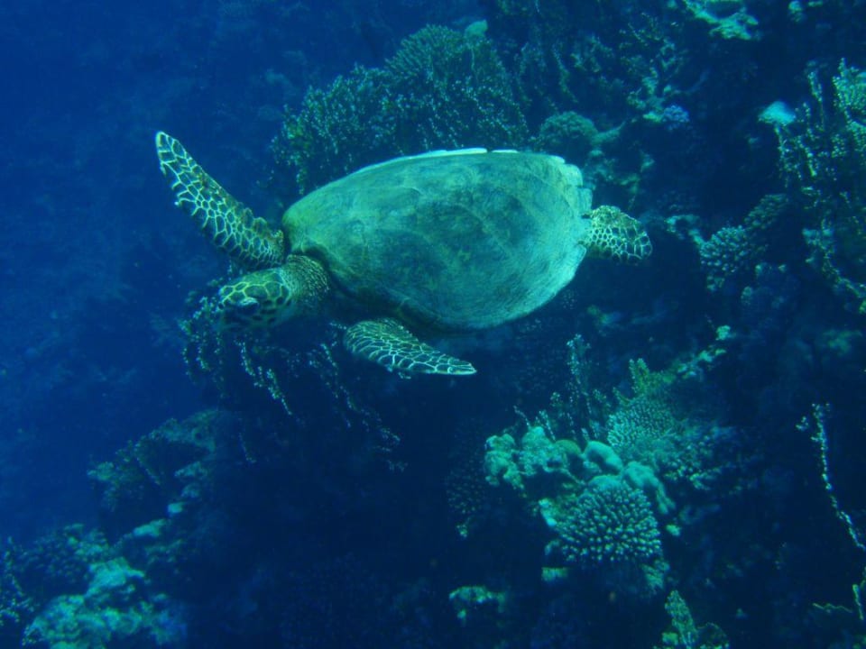 Zółw Three Corners Sea Beach Resort