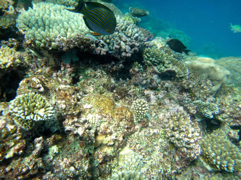 Unterwasserwelt Cinnamon Hakuraa Huraa Maldives