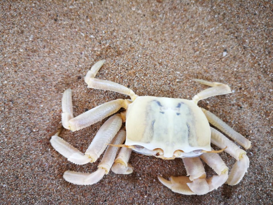 Strand Aydinbey Kings Palace & Spa