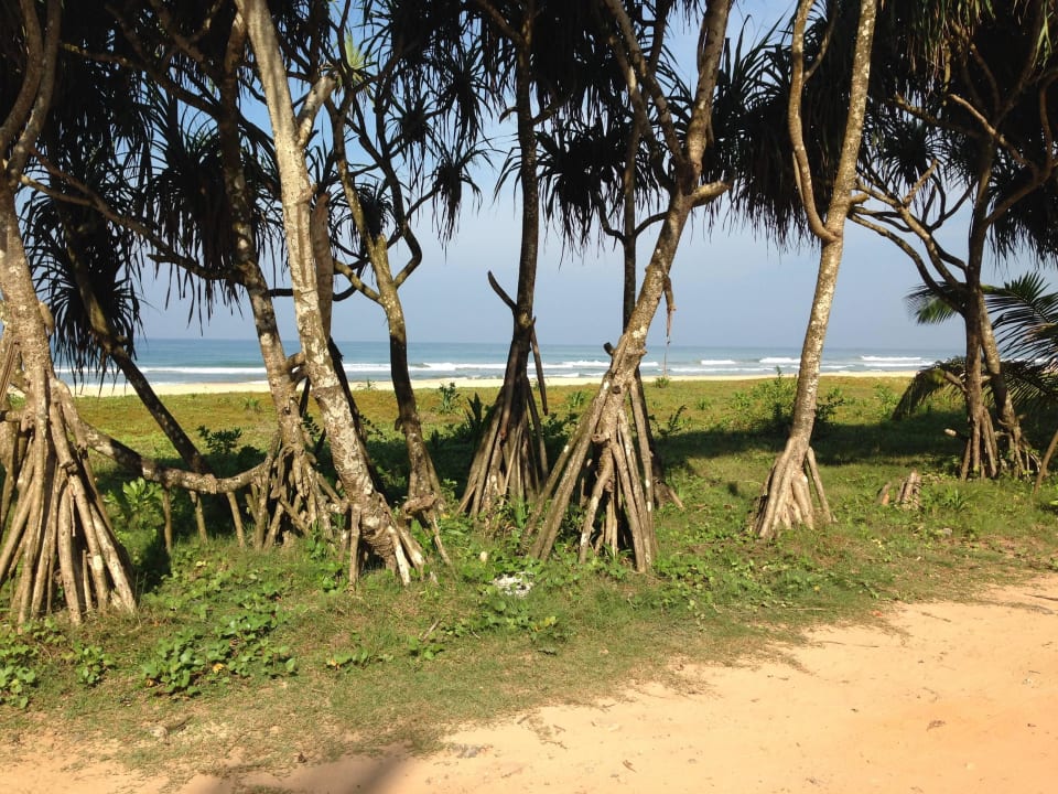 Strand direkt beim Hotel NH Bentota Ceysands Resort