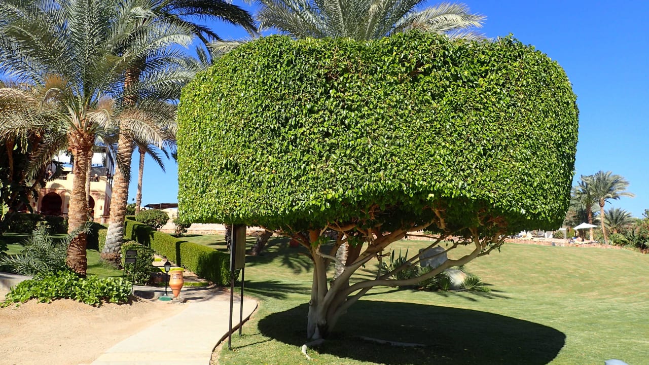 Baumkunstwerk Steigenberger Coraya Beach - Adults only