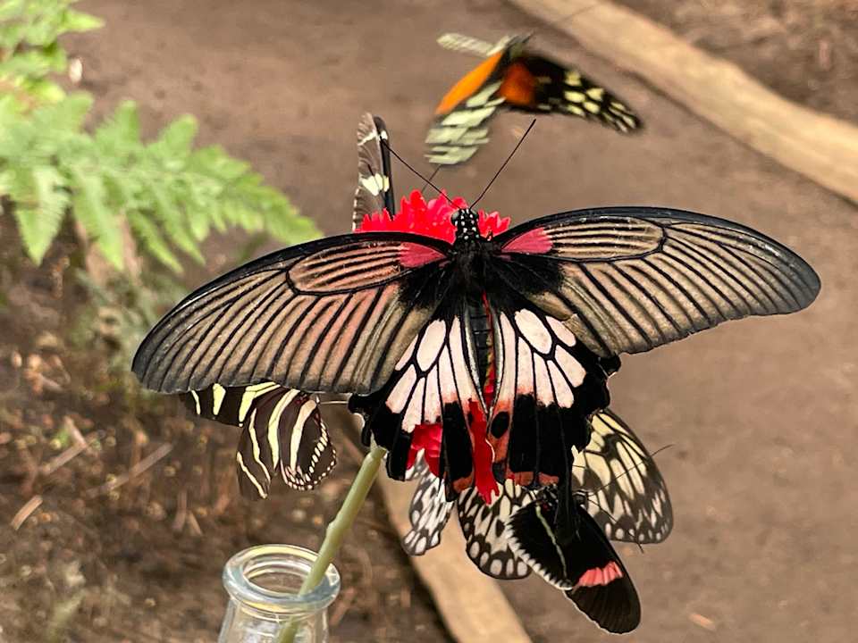 Sonstiges Hotel Zur Heidschnucke