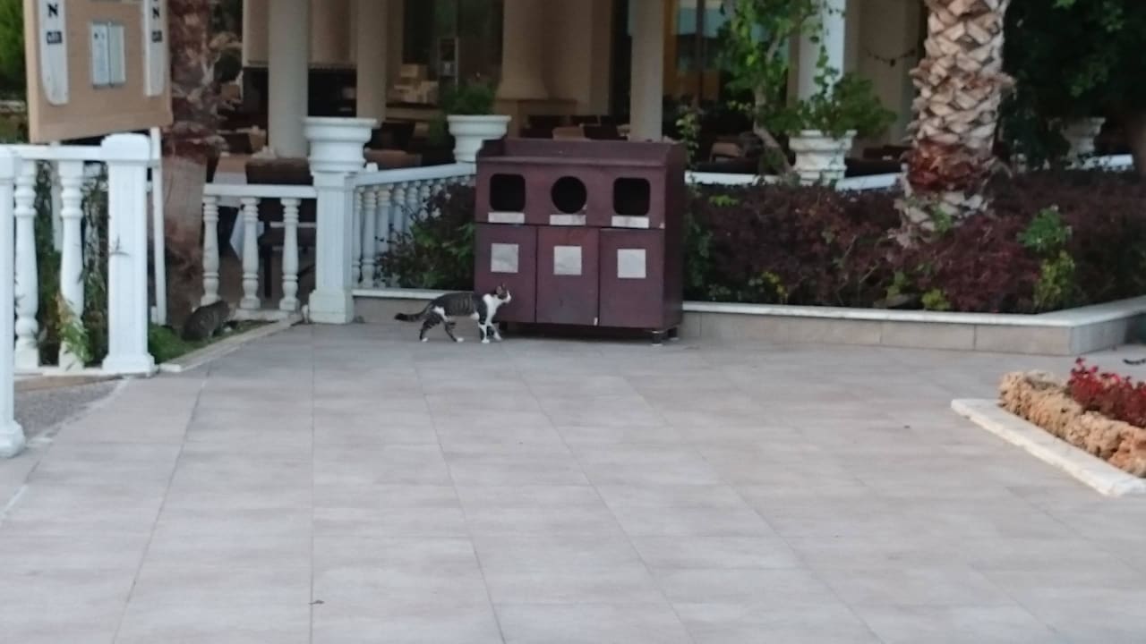 Ohne Worte Alba Queen Hotel