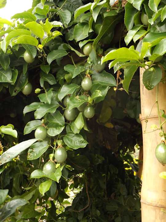 Eigene Früchte Maleenga Resort